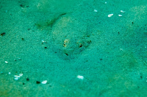 Prerow Coast, Darss, Mecklenburg-Vorpommern, Baltic Sea
A well camouflaged flounder (Platichtys flesus) is watching the photographer from its hiding place in the sandy ground of the shallow waters in the national park darss near Prerow,<br />underwater, underwater photo, dmm, archaeomare, fish, Pleuronectidae, camouflage
Coastline - Beach, Sea/Ocean, Fauna - Fish, Island, Biota - Marine
Archaeomare e.V. / Thomas Foerster
